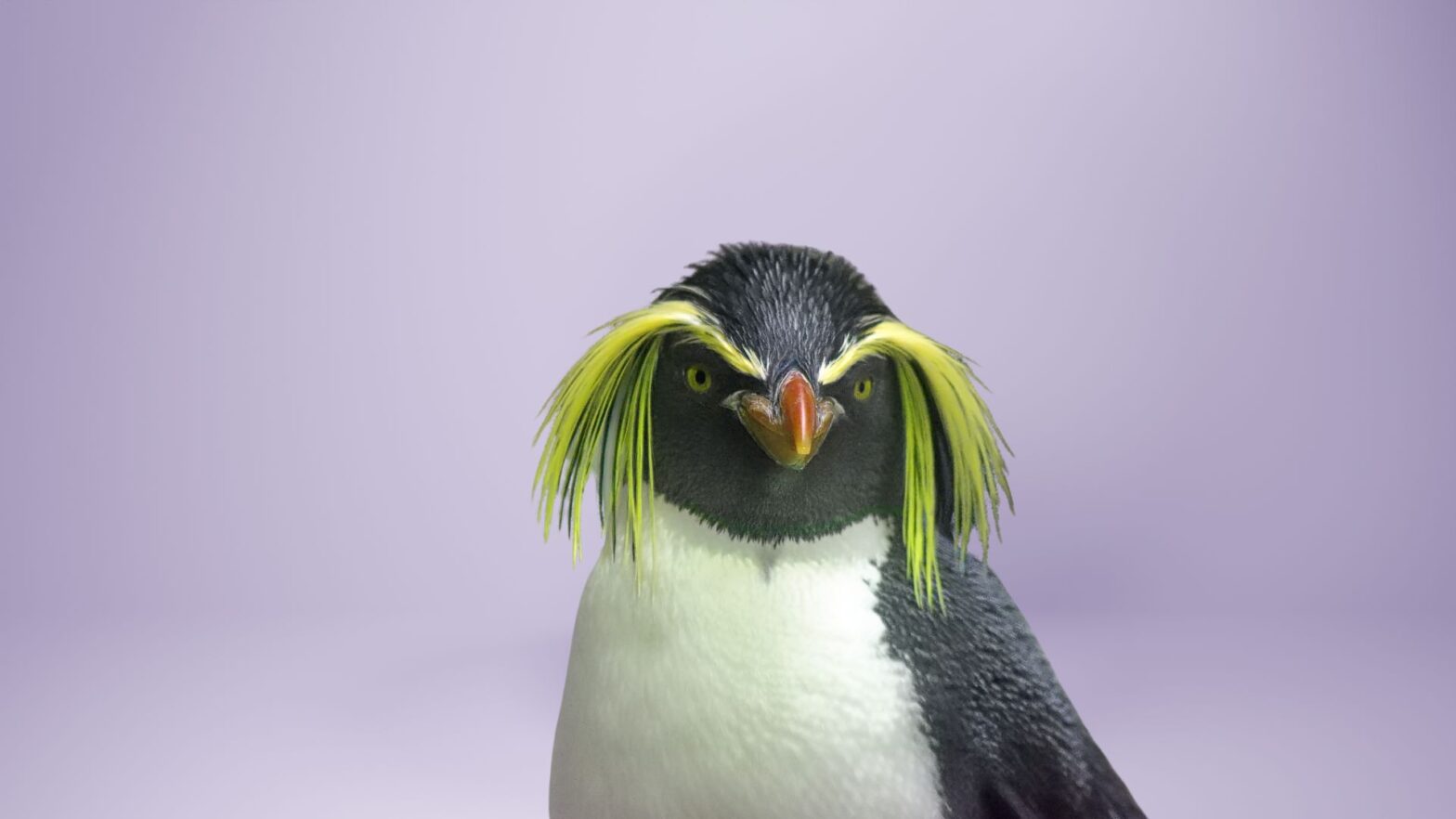 Portada del curso «WordPress: alerta accesible contra la violencia machista». En primer plano, un pingüino sobre un fondo de color lila.